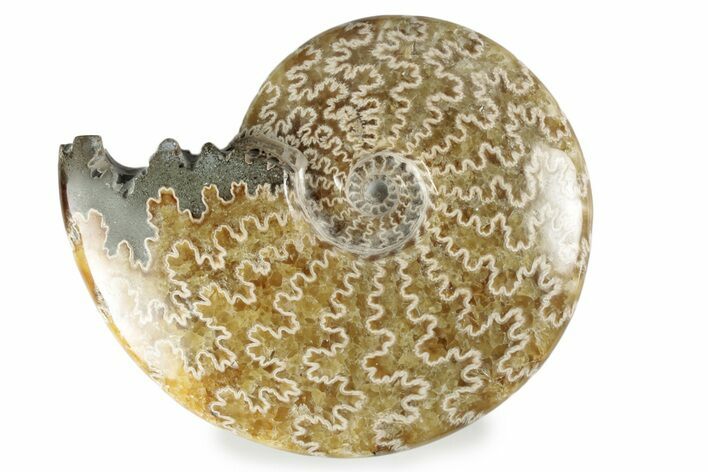 Polished Ammonite (Cleoniceras) Fossil - Madagascar #358464
